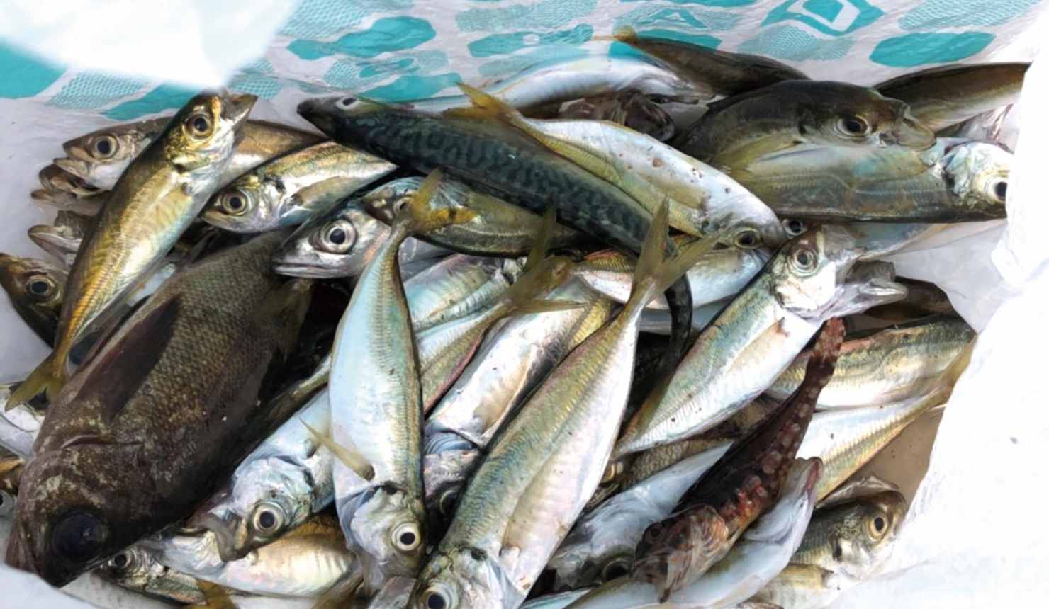 釣り同好会