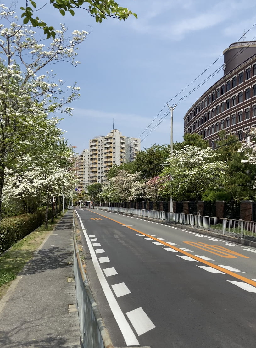 大学ご近所紹介-ハナミズキが満開-