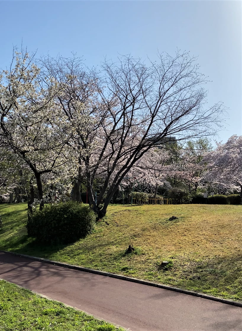 大学ご近所紹介-桜-