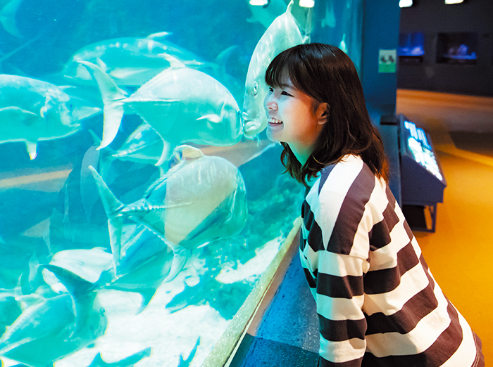 水族館の飼育員と心理学の関係